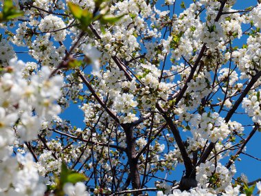 Kiraz ağacı dallarında güzel bahar çiçekleri