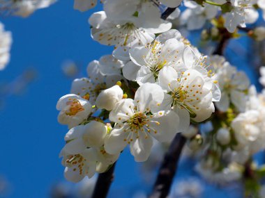 Kiraz ağacı dallarında güzel bahar çiçekleri