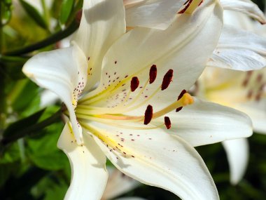 Güzel beyaz çiçekli bahçe zambağı parkın dekorasyonu için.