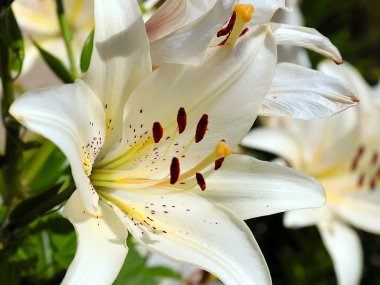 Güzel beyaz çiçekli bahçe zambağı parkın dekorasyonu için.