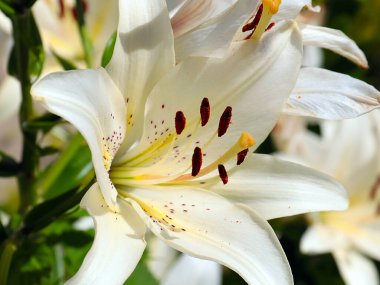 Güzel beyaz çiçekli bahçe zambağı parkın dekorasyonu için.