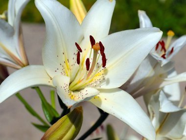Güzel beyaz çiçekli bahçe zambağı parkın dekorasyonu için.