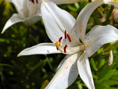 Güzel beyaz çiçekli bahçe zambağı parkın dekorasyonu için.