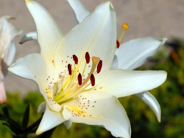 Güzel beyaz çiçekli bahçe zambağı parkın dekorasyonu için.