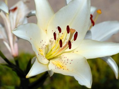 Güzel beyaz çiçekli bahçe zambağı parkın dekorasyonu için.