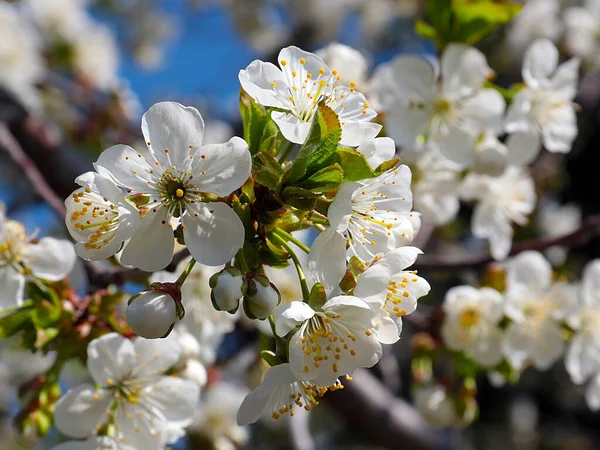 Schöne Frühlingsblumen Auf Kirschbaumzweigen — Stockfoto