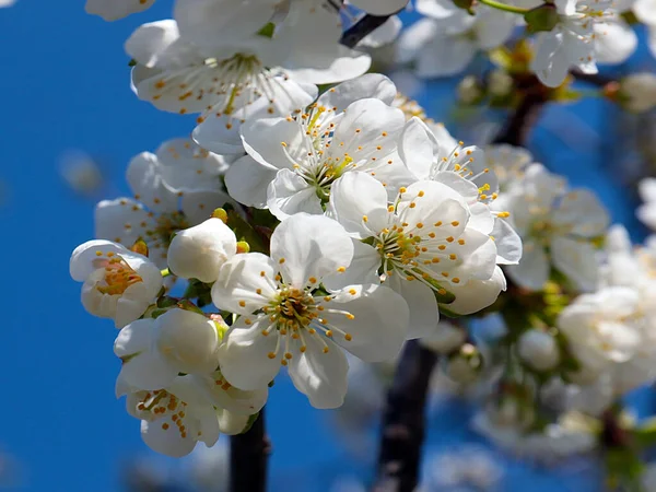 Schöne Frühlingsblumen Auf Kirschbaumzweigen — Stockfoto