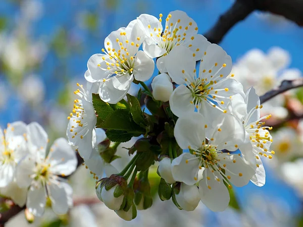Kiraz ağacı dallarında güzel bahar çiçekleri