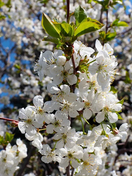 Hermosas Flores Primavera Ramas Cerezo —  Fotos de Stock