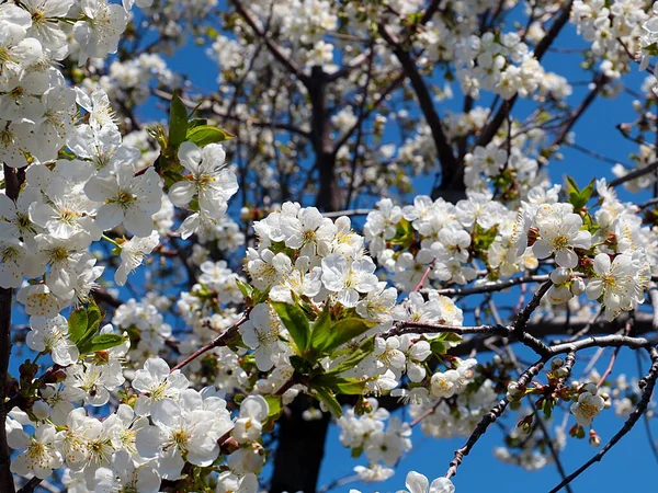 Kiraz ağacı dallarında güzel bahar çiçekleri