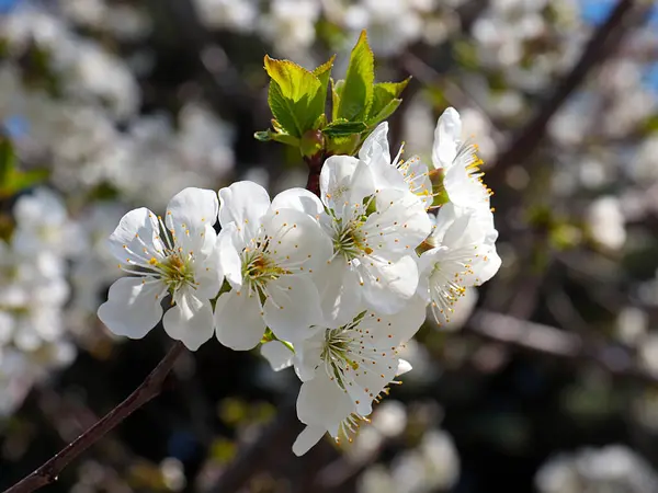 Piękne Wiosenne Kwiaty Gałęziach Wiśni — Zdjęcie stockowe