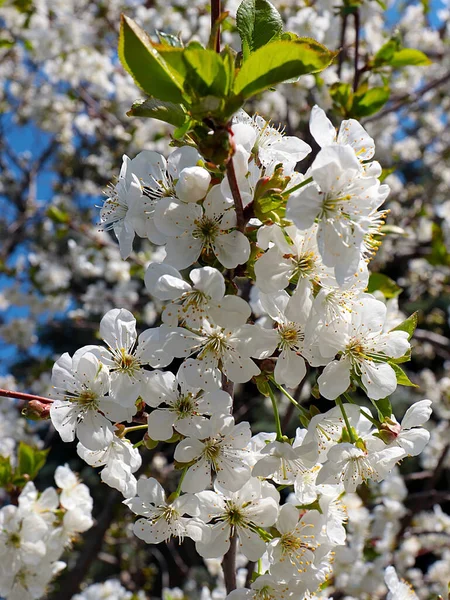 Piękne Wiosenne Kwiaty Gałęziach Wiśni — Zdjęcie stockowe