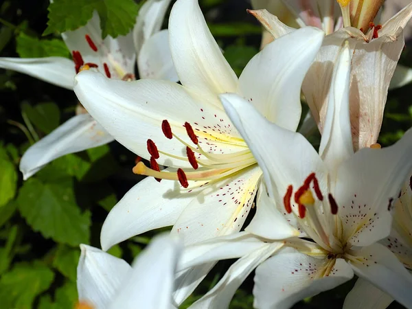 Krásné Bílé Květy Zahradní Lilie Jako Dekorace Parku — Stock fotografie