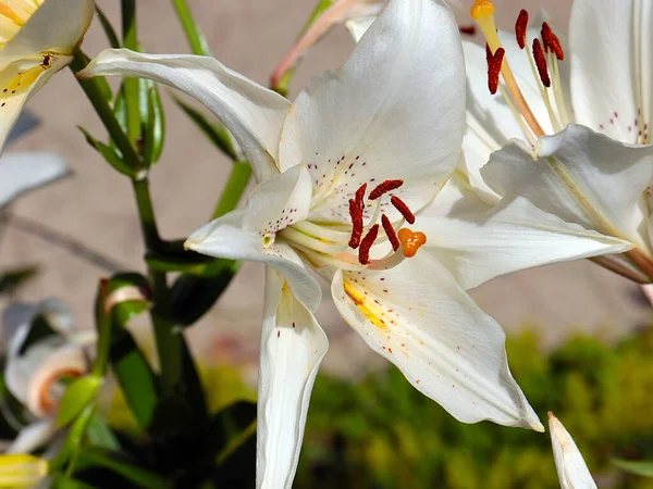 Schöne Weiße Blumen Gartenlilie Als Dekoration Des Parks — Stockfoto