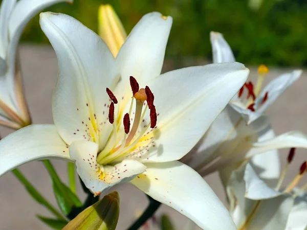 公園の装飾として美しい白い花の庭ユリ — ストック写真