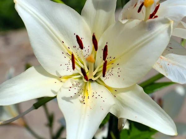 Güzel Beyaz Çiçekli Bahçe Zambağı Parkın Dekorasyonu Için — Stok fotoğraf