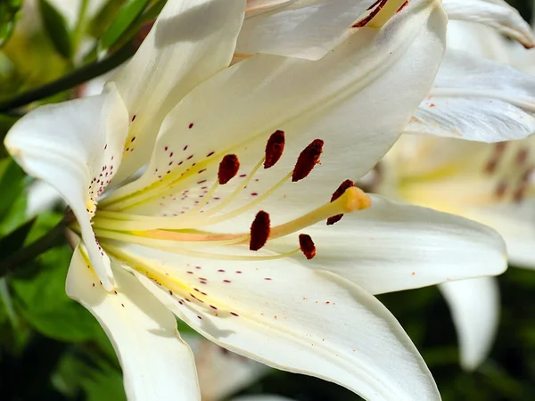 Vackra Vita Blommor Trädgård Lilja Som Dekoration Parken — Stockfoto