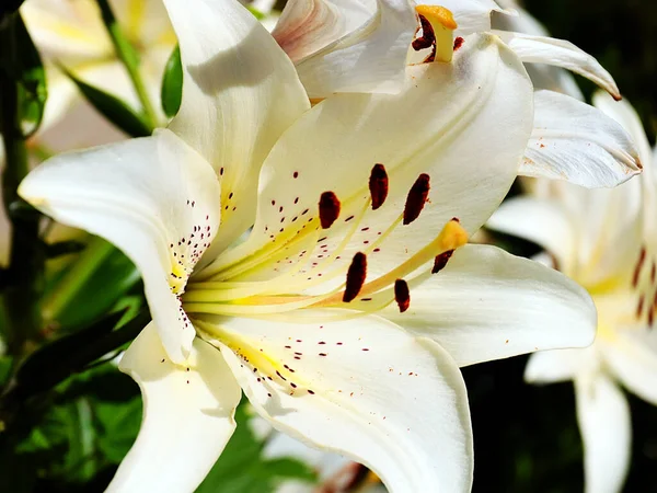 Piękne Białe Kwiaty Lilia Ogrodowa Jako Ozdoba Parku — Zdjęcie stockowe