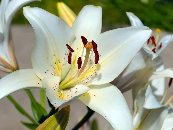 Güzel Beyaz Çiçekli Bahçe Zambağı Parkın Dekorasyonu Için — Stok fotoğraf