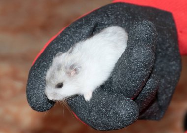 Eldiven üzerinde sevimli, tüylü bir hamster.