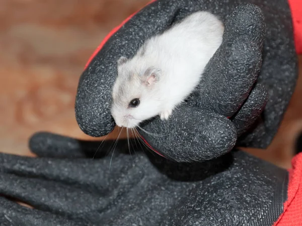 Mooie Pluizige Binnenlandse Hamster Een Handschoen — Stockfoto