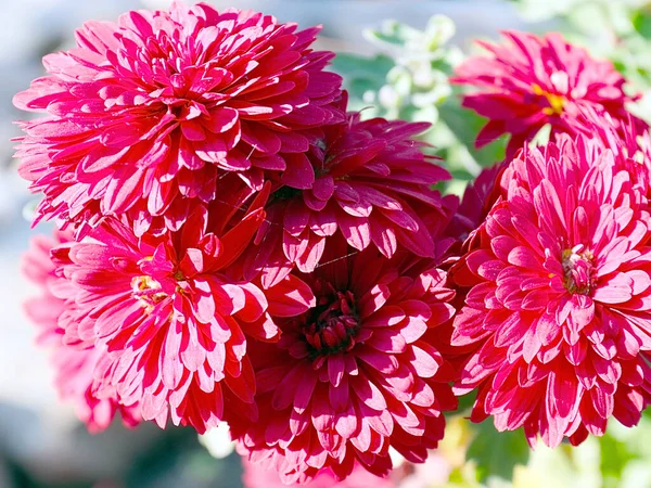 Krásná Červená Chryzantéma Zahradním Trávníku — Stock fotografie