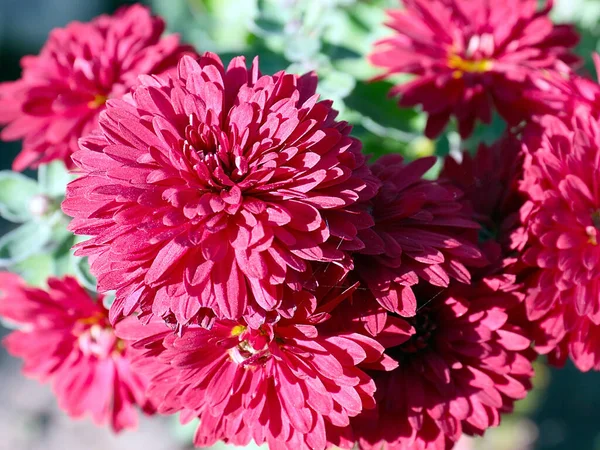 Bel Crisantemo Rosso Sul Prato Giardino — Foto Stock