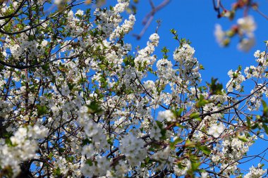Güzel kar beyazı narin çiçekler bir bahar elma ağacının dallarında