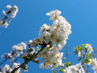 Güzel kar beyazı narin çiçekler bir bahar elma ağacının dallarında