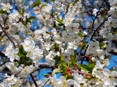 Güzel kar beyazı narin çiçekler bir bahar elma ağacının dallarında