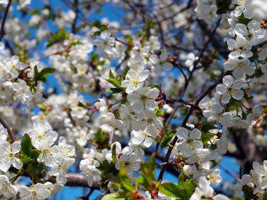 Güzel kar beyazı narin çiçekler bir bahar elma ağacının dallarında