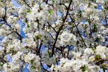 Güzel kar beyazı narin çiçekler bir bahar elma ağacının dallarında