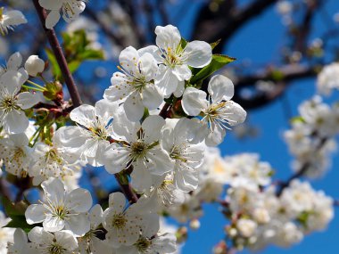 Güzel kar beyazı narin çiçekler bir bahar elma ağacının dallarında