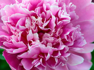 Güzel pembe çiçek bahçesi şakayığı park süsü olarak