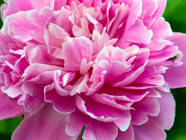 Güzel pembe çiçek bahçesi şakayığı park süsü olarak