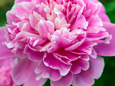 Güzel pembe çiçek bahçesi şakayığı park süsü olarak