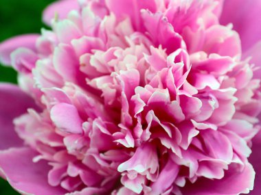 Güzel pembe çiçek bahçesi şakayığı park süsü olarak