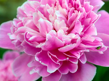 Güzel pembe çiçek bahçesi şakayığı park süsü olarak