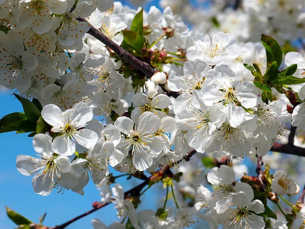 Schöne Schneeweiße Zarte Blüten Auf Den Zweigen Eines Frühlingsapfelbaums — Stockfoto