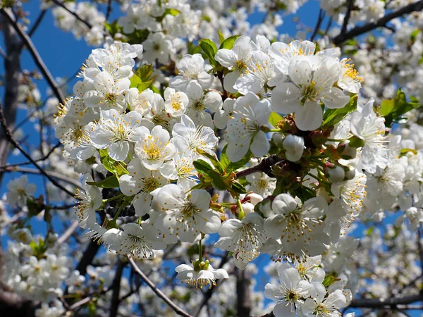 Schöne Schneeweiße Zarte Blüten Auf Den Zweigen Eines Frühlingsapfelbaums — Stockfoto