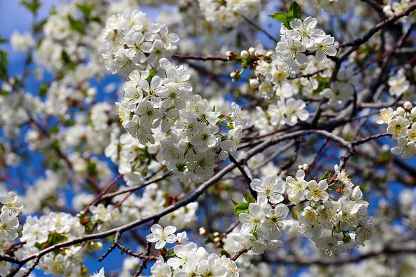 Красивые Белоснежные Нежные Цветы Ветвях Весенней Яблони — стоковое фото