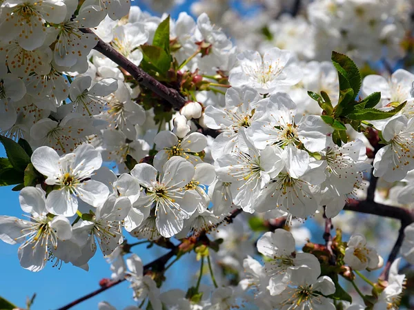 Piękne Śnieżnobiałe Delikatne Kwiaty Gałęziach Wiosennego Jabłoni — Zdjęcie stockowe