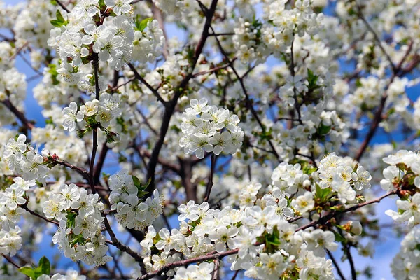 Schöne Schneeweiße Zarte Blüten Auf Den Zweigen Eines Frühlingsapfelbaums — Stockfoto