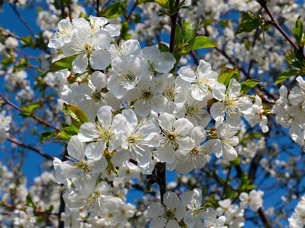 Krásné Sněhobílé Jemné Květy Větvích Jabloně — Stock fotografie