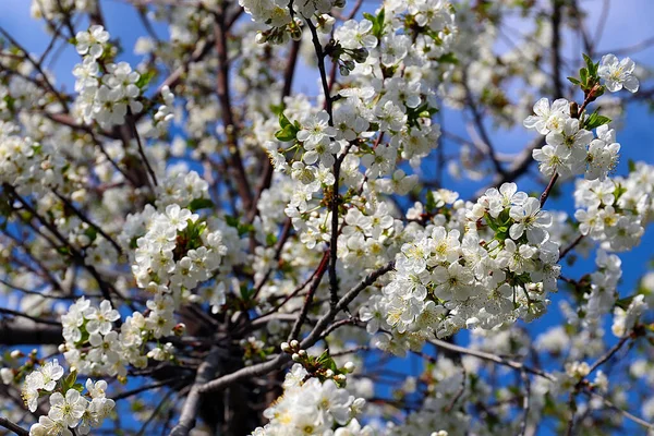 Belles Fleurs Délicates Blanches Comme Neige Sur Les Branches Pommier — Photo