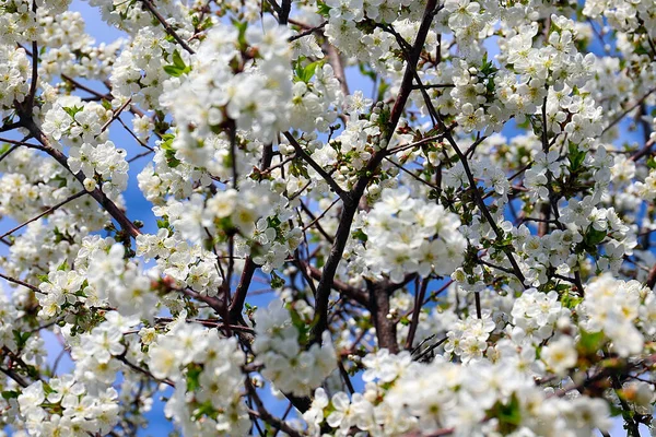 Schöne Schneeweiße Zarte Blüten Auf Den Zweigen Eines Frühlingsapfelbaums — Stockfoto