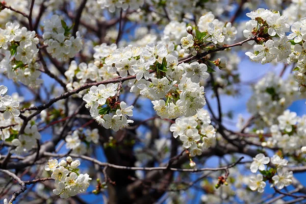 Krásné Sněhobílé Jemné Květy Větvích Jabloně — Stock fotografie