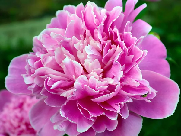 Belle Pivoine Rose Délicate Jardin Fleur Comme Décoration Parc — Photo