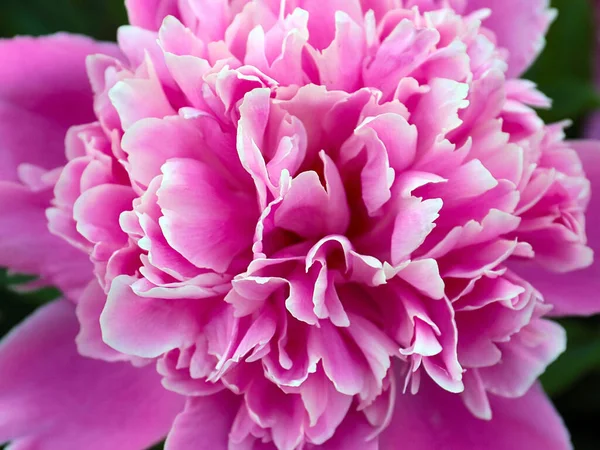 Beautiful Delicate Pink Flower Garden Peony Park Decoration — Stock Photo, Image