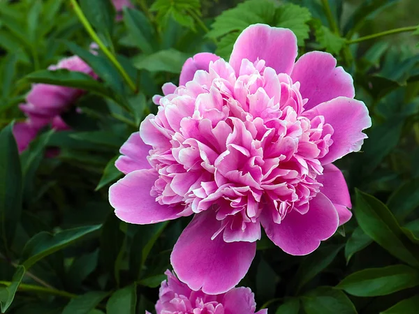 Beautiful Delicate Pink Flower Garden Peony Park Decoration — Stock Photo, Image